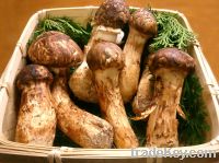 Sell Tricholoma Matsutake