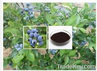 Bilberry P.E./ Bilberry fruit extract