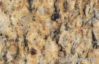 Sell Giallo Cecilia(Dark)Granite GS1053