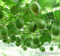 Zero Calories Sweetener Monkfruit Extract Mogroside V 25% Min Hplc