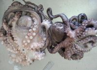 Sell Octopus Vulgaris