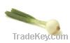 Sell Spring Onion