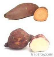 Sell Sweet Potatoes