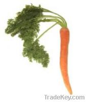 Sell Carrots