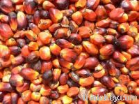 Palm Oil