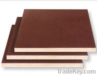 Sell 1220mmx2440mm GLUE FACED PLYWOOD