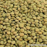 Sell lentil