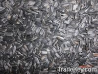 Sell oil sunflower seeds