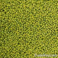 Green mung bean