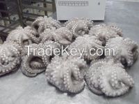 OCTOPUS VULGARIS MOROCCO