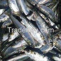 sardine morocco