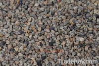 Sell wild buckwheat