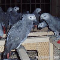 Sell African grey parrots