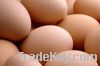 Sell brown chicken eggs