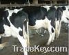Sell Livestock , Holstein Cattle