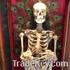Sell animal skulls, Bones, skeletons and Horns