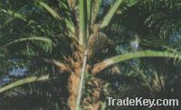 Sell Oil Palm Fruit Harvesting Sickle