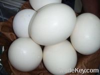 ostrichs eggs, ostrichs feathers