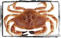 Sell Jonah Crab