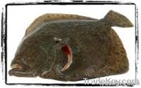 Sell Atlantic Turbot