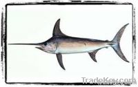 Sell Atlantic Swordfish