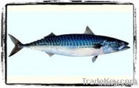 Sell Atlantic Mackerel