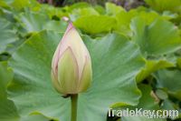 Fresh Lotus & Flower Export