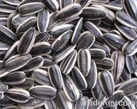 sunflower seed, Semercarpus Anacardium