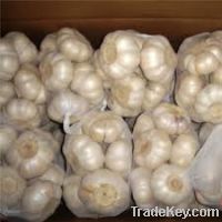 fresh garlic