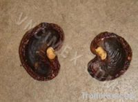 Sell Cashew Nut Shell Before Extract Oil