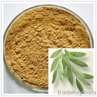 Sell 16% Oleuropein olive leaf extract