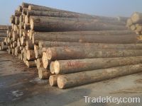 Timber Logs (SPRUCE/PINE/OAK)
