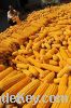 Sell yellow corn maize