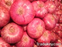 fresh onion (red & yellow)