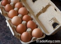 Sell  FRESH BROWN CHICKEN EGGS