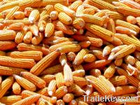 Sell Yellow Corn( Maize)