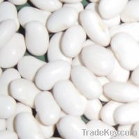 Sell White kidney bean