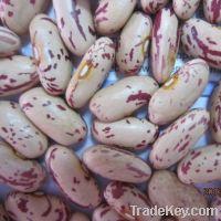 Sell dried long shape light speckled kidney beans