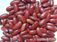 Sell British type dark red kidney bean