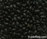 Sell Small Black Kidney Beans