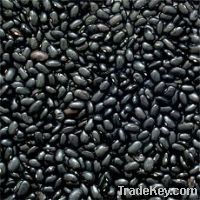 Sell black kidney beans, black beans, black turtle beans