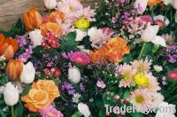 Sell Flowers & Plants