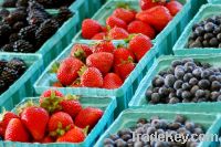 Sell Organic frozen berry