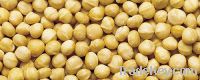 Sell Raw In-shell macadamia nuts
