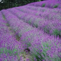 Lavender Oil in Bulgaria available - urgent