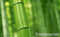 Sell bamboo extract 10:1