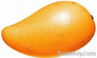 Sell African mango fruit Extract