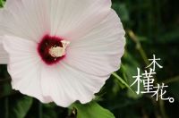 Sell hibiscus sabdariffa extract