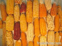 maize feed