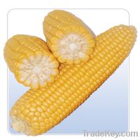  Maize | Maize Exporter | Corn Grain Seller | Maize Buyer | Bulk Maize Grain Importer | Corn bean Buyer | Corn bean Wholesaler | Corn Grain Manufacturer | Best Quality Corn Grain | Cheap Maize Supplier | Low Price Corn | Yellow Corn | White Cron | Baby Ma